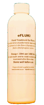 Treatment for Fluke on koi