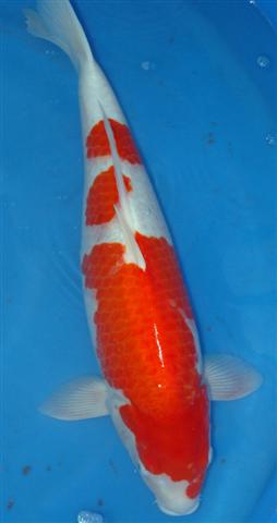 Sakai Kohaku