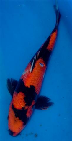 27 cm Marudo
