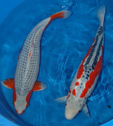 Look At our Koi For Sale