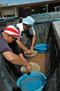 Culling koi in South Africa