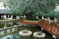 Koi pond in Mombasa